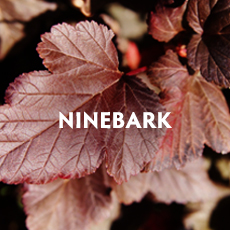 Ninebark