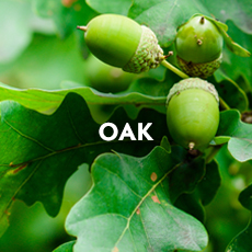 Oak