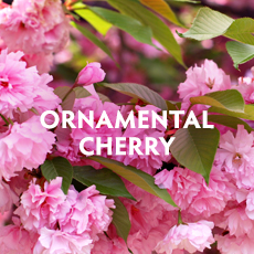 Ornamental Cherry