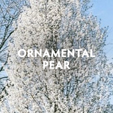 Ornamental Pear