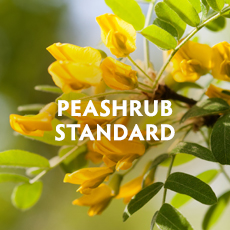 Peashrub Standard