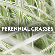 Perennial Grasses 