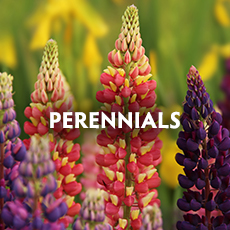 Perennials