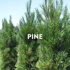 Pine