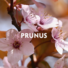 Prunus