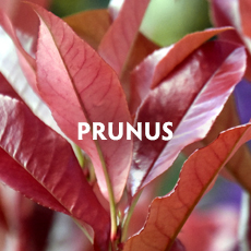 Prunus