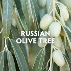 Russian Olive