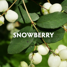 Snowberry