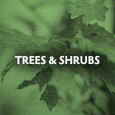 Trees & Shrubs