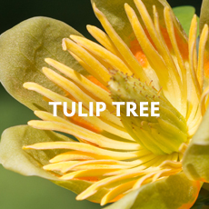 Tulip Tree