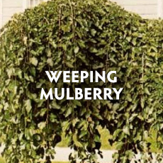 Weeping Mulberry