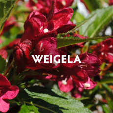 Weigela