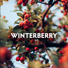 Winterberry