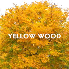 Yellow Wood