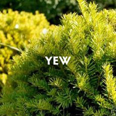 Yew