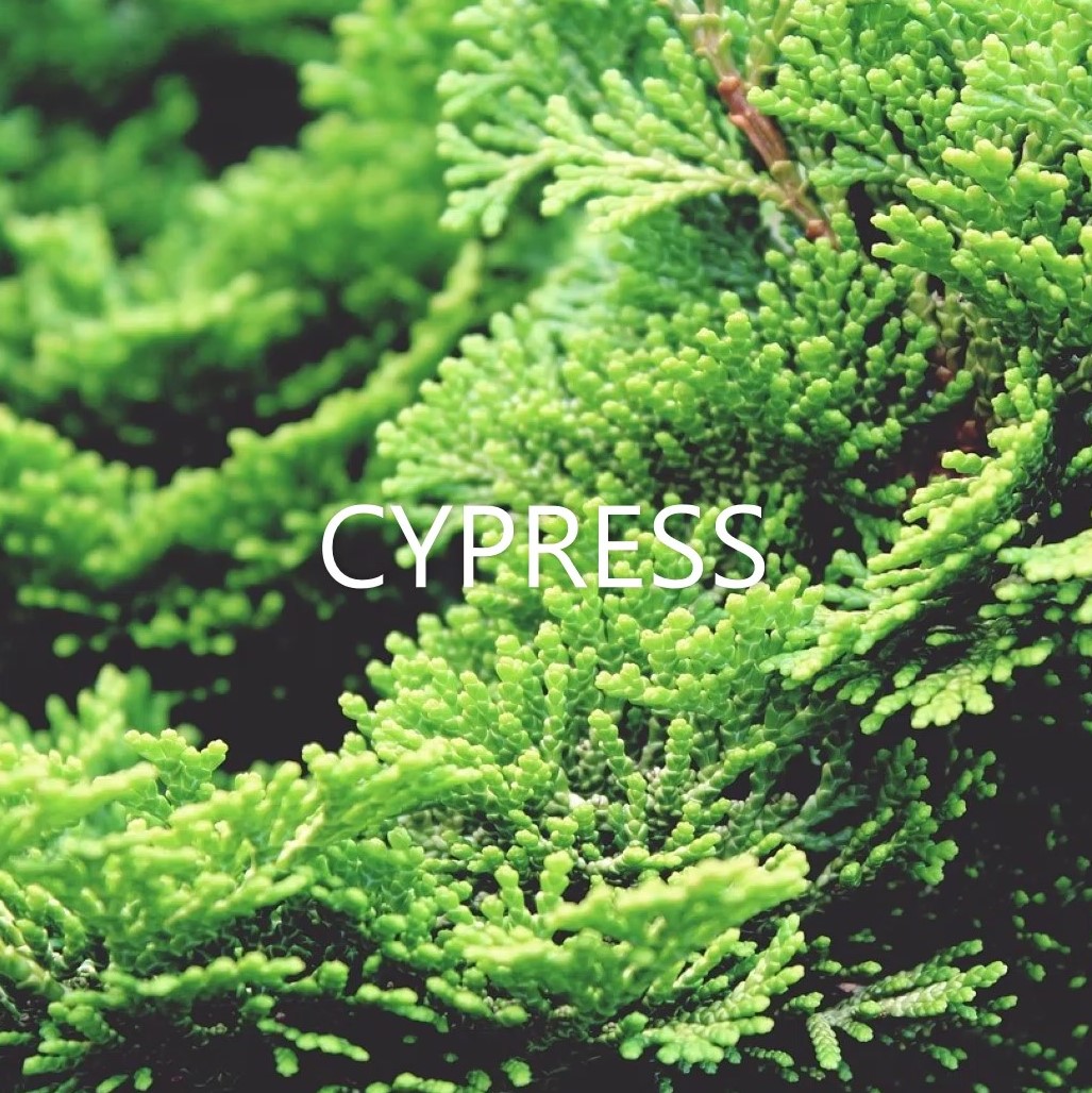 Cypress